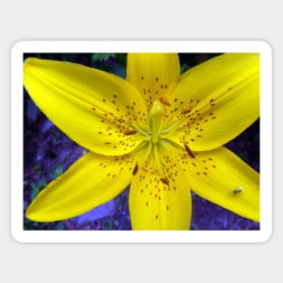 Yellow Flower Tiger Lily on Blue Background Day Lily Flowers Sticker